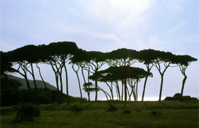 Pineta
