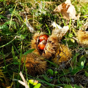 chestnut-in-husk-forest-woods-ground-grass-natural-2H7LTNX