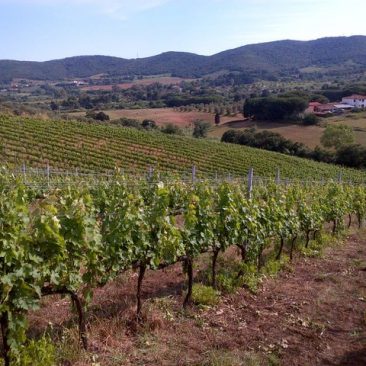 Piombino - Az.Agricola Sant'Agnese