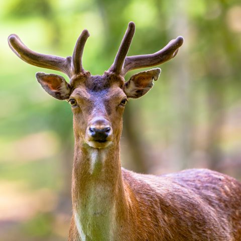 Parco Naturale di Montioni