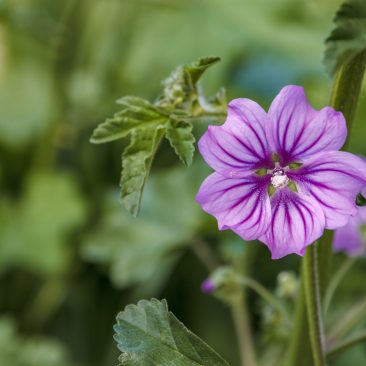 Val di Cornia, natura