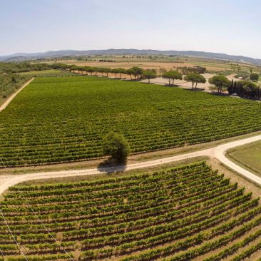 Campiglia M.ma - Az. Agr. Rigoli 