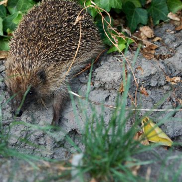 Parco Forestale di Poggio Neri, Riccio