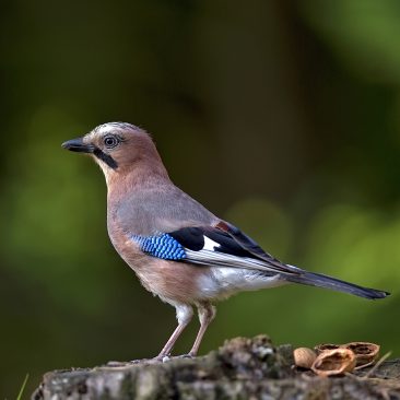 Parco Forestale di Poggio Neri, Ghiandaia
