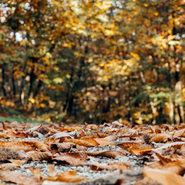 low-angle-image-of-path-in-woods-autumn-colors-tre-N3TH7XV