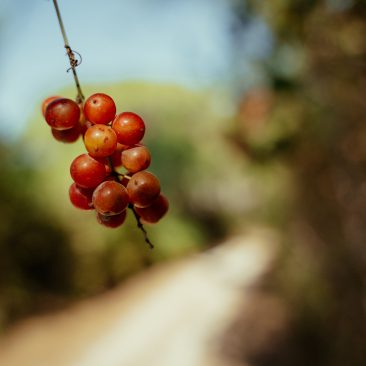 Parco Costiero della Sterpaia