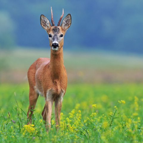 Parchi della Val di Cornia, fauna