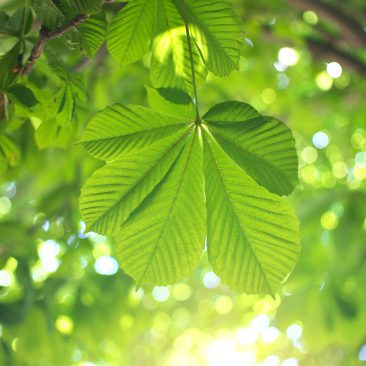 Spring leaf of chestnut.