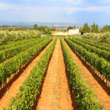 Piombino - Az.Agricola Tutti Santi 
