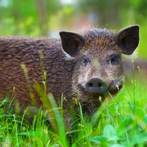 Parchi della Val di Cornia, fauna