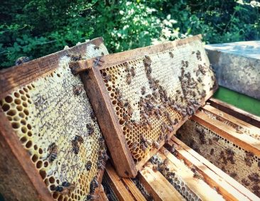 Il miele e i prodotti dell’alveare